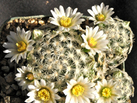 Mammillaria roemeri var. sp. nova