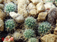 Mammillaria wiesingerisubsp. wiesingeri