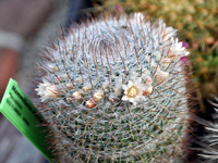 Mammillaria wiesingerisubsp. wiesingeri