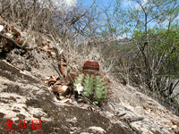 Melocactus bahiensis subsp. amethystinus