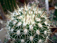 Melocactus curvispinus subsp. dawsonii