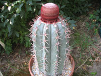 Melocactus levitestatus