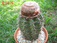 Melocactus levitestatus