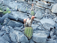 Melocactus levitestatus