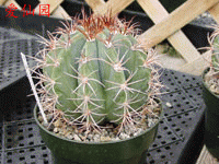 Melocactus levitestatus