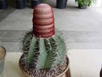 Melocactus pachycanthus