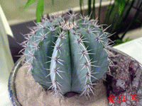 Melocactus pachycanthus