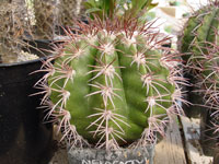 Melocactus pachycanthus