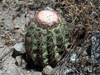 Melocactus peruvianus subsp. fortalezensis