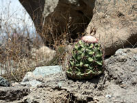 Melocactus peruvianus subsp. fortalezensis