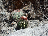 Melocactus peruvianus subsp. fortalezensis