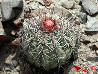 Melocactus peruvianus subsp. fortalezensis