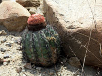 Melocactus peruvianus subsp. fortalezensis