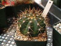 Melocactus x albicephalus