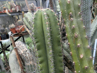 Myrtillocactus eichlamii