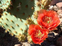 Opuntia aciculata var. orbiculata