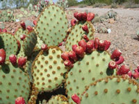 Opuntia aciculata var. orbiculata