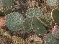 Opuntia aurea-Hybrid