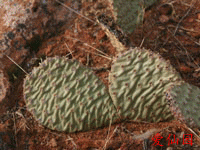 Opuntia aurea-Hybrid