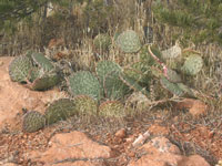 Opuntia aurea-Hybrid