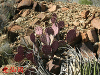 Opuntia azurea var. diplopurpurea