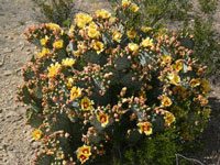 Opuntia azurea var. parva