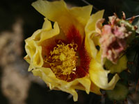 Opuntia azurea var. parva