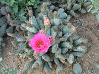 Opuntia basilaris var. brachyclada