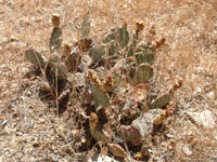 Opuntia basilaris var. brachyclada