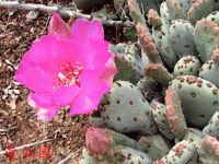 Opuntia basilaris var. brachyclada