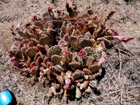 Opuntia basilaris var. brachyclada