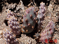 Opuntia basilaris var. brachyclada