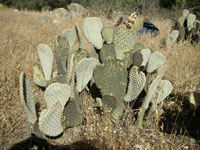 Opuntia basilaris var. humistrata