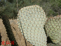 Opuntia basilaris var. humistrata