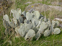 Opuntia basilaris var. humistrata