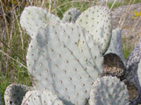 Opuntia basilaris var. humistrata