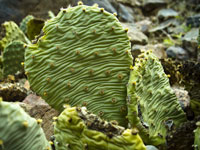 Opuntia basilaris var. longiareolata