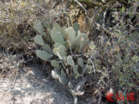 Opuntia basilaris var. humistrata