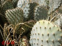 Opuntia basilaris var. treleasei