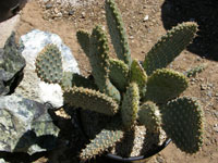 Opuntia basilaris var. treleasei