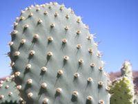 Opuntia basilaris var. treleasei