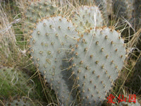 Opuntia basilaris var. treleasei