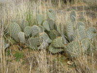 Opuntia basilaris var. treleasei