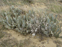 Opuntia basilaris var. treleasei