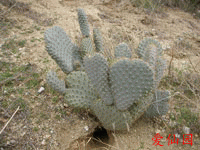 Opuntia basilaris var. treleasei