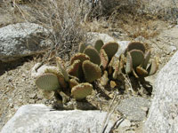 Opuntia basilaris var. whitneyana