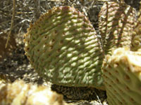 Opuntia basilaris var. whitneyana