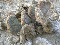 Opuntia basilaris var. whitneyana