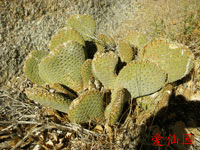 Opuntia basilaris var. whitneyana