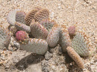 Opuntia basilaris var. whitneyana